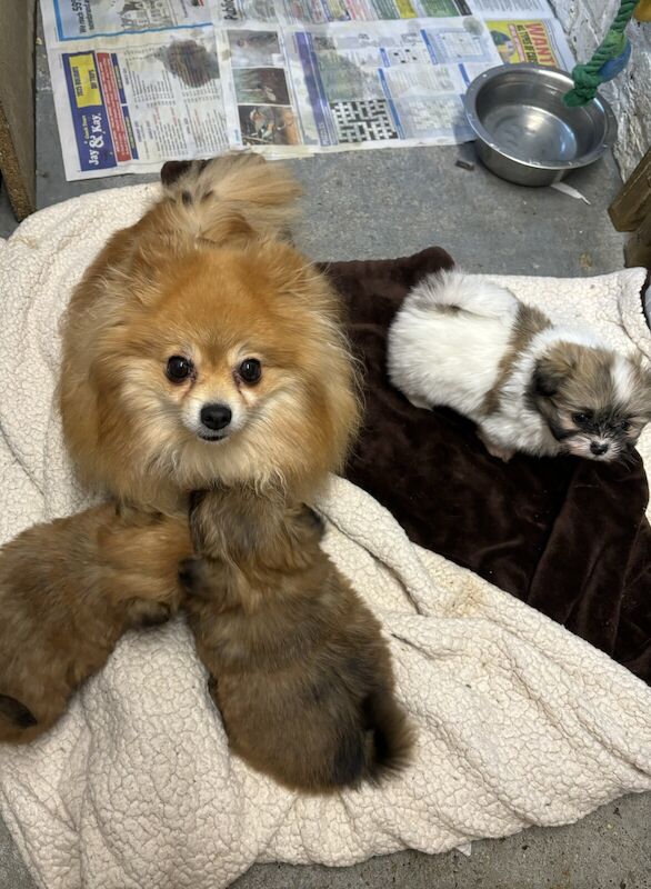 Adorable Pomeranian x shihtzu puppies for sale in St Mary Cray, Greater London - Image 2