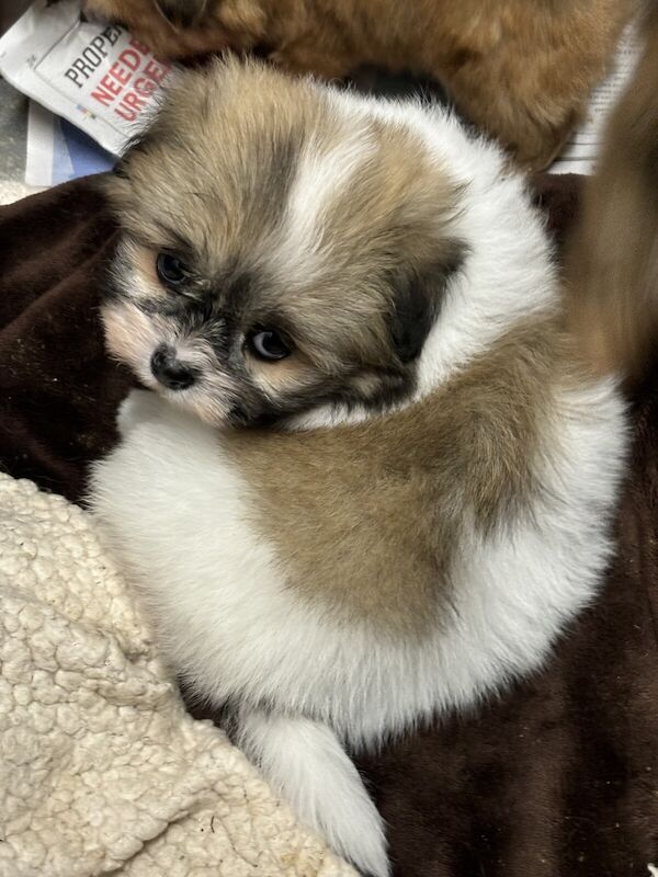 Adorable Pomeranian x shihtzu puppies for sale in St Mary Cray, Greater London - Image 3