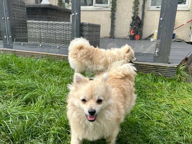 Adorable tiny white Pomeranian boys for sale in Burton upon Trent, Staffordshire