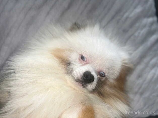 Adult Merle boy 2 blue eyes for sale in Widnes, Cheshire - Image 3