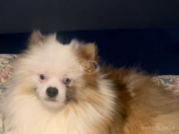 Adult Merle boy 2 blue eyes for sale in Widnes, Cheshire - Image 5