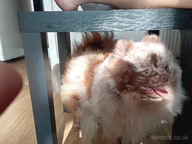 Albino merle pomeranian for sale in Enfield, Enfield, Greater London