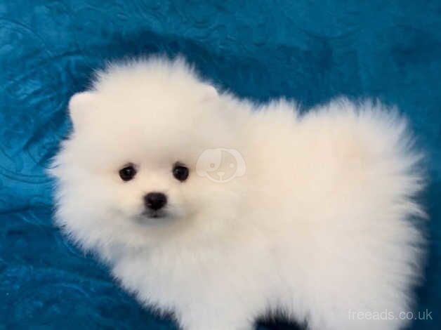 Athena Adorable pom pupy's for sale in Greenwich, Greenwich, Greater London