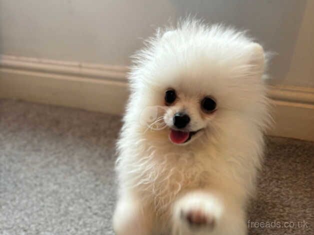 Baby boy Pomeranian for sale in Bishop's Hull, Somerset