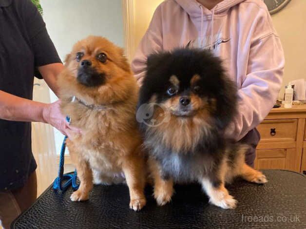 Bear faced gorgeous healthy puppies for sale in Aberbargoed, Caerphilly - Image 1