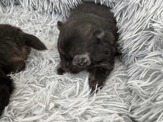 Bear faced gorgeous healthy puppies for sale in Aberbargoed, Caerphilly - Image 2