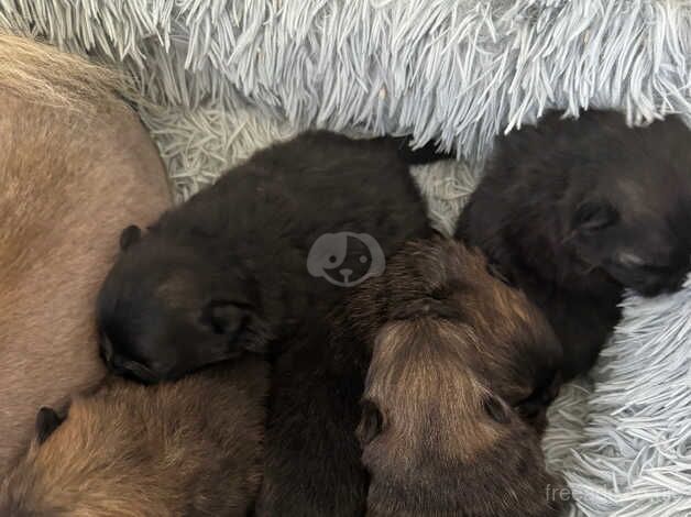 Bear faced gorgeous healthy puppies for sale in Aberbargoed, Caerphilly - Image 3