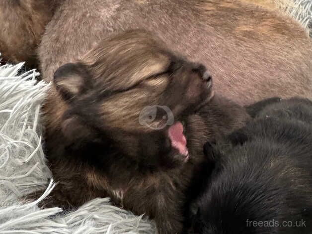 Bear faced gorgeous healthy puppies for sale in Aberbargoed, Caerphilly - Image 4