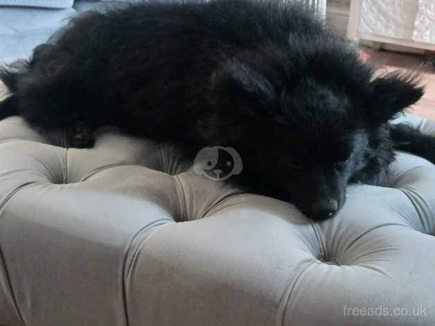 Bear: male 4 year old pomeranian for sale in Accrington, Lancashire - Image 1