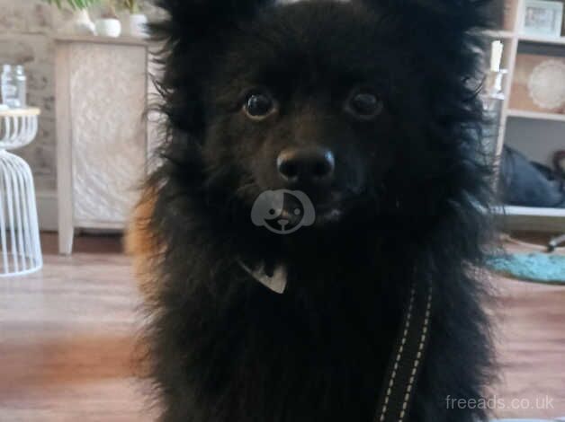 Bear: male 4 year old pomeranian for sale in Accrington, Lancashire - Image 2