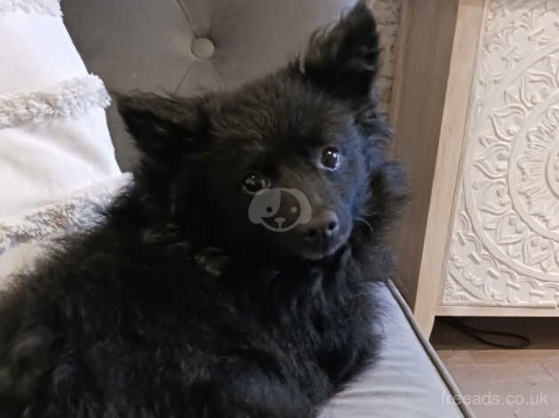 Bear: male 4 year old pomeranian for sale in Accrington, Lancashire - Image 4