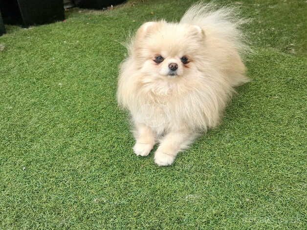 Beautiful baby doll face Pomeranian girl for sale in Peterborough, Cambridgeshire