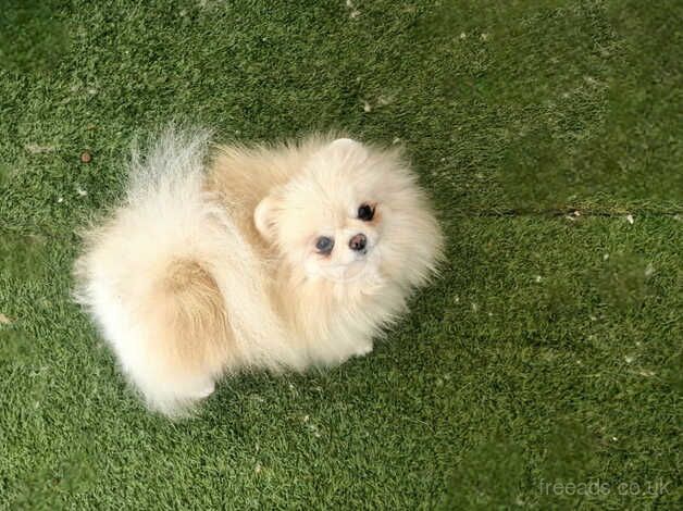 Beautiful baby doll face Pomeranian girl for sale in Peterborough, Cambridgeshire - Image 2