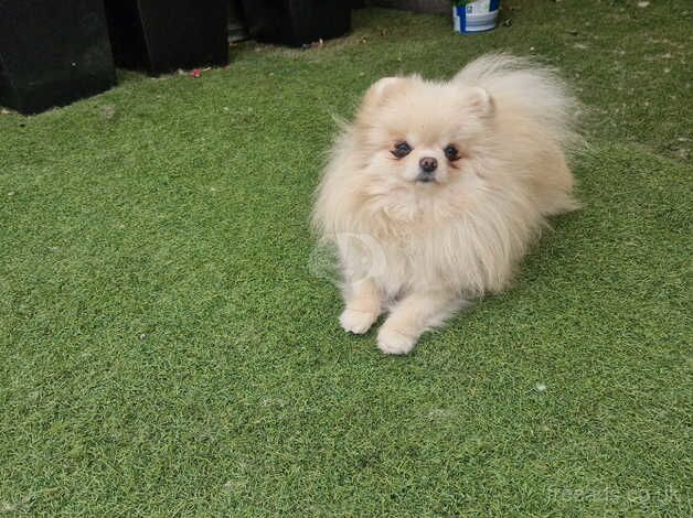 Beautiful baby doll face Pomeranian girl for sale in Peterborough, Cambridgeshire - Image 3