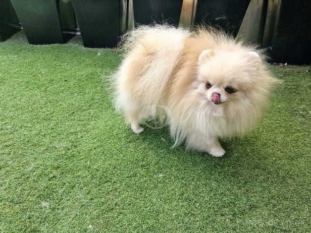 Beautiful baby doll face Pomeranian girl for sale in Peterborough, Cambridgeshire - Image 4