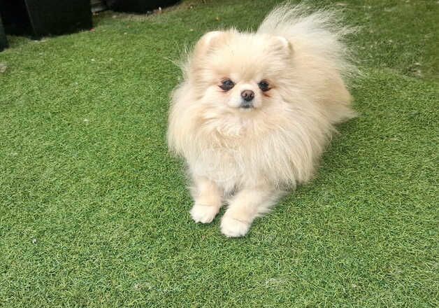 Beautiful baby doll face Pomeranian girl for sale in Peterborough, Cambridgeshire