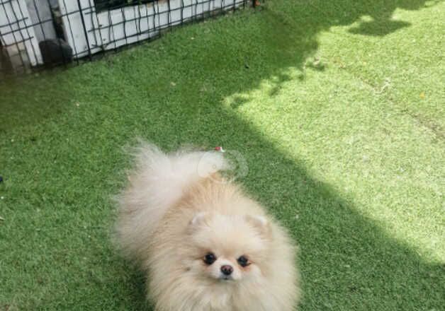 Beautiful baby doll face Pomeranian girl for sale in Peterborough, Cambridgeshire - Image 2