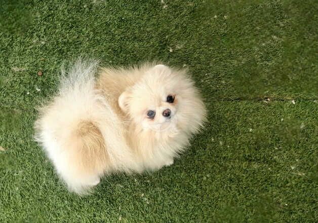 Beautiful baby doll face Pomeranian girl for sale in Peterborough, Cambridgeshire - Image 3