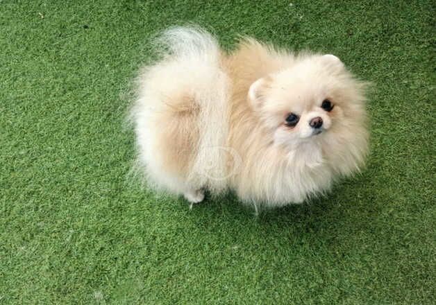 Beautiful baby doll face Pomeranian girl for sale in Peterborough, Cambridgeshire - Image 4