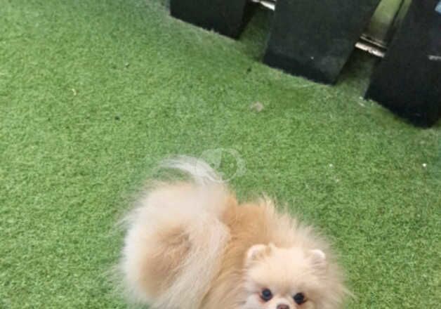 Beautiful baby doll face Pomeranian girl for sale in Peterborough, Cambridgeshire - Image 5