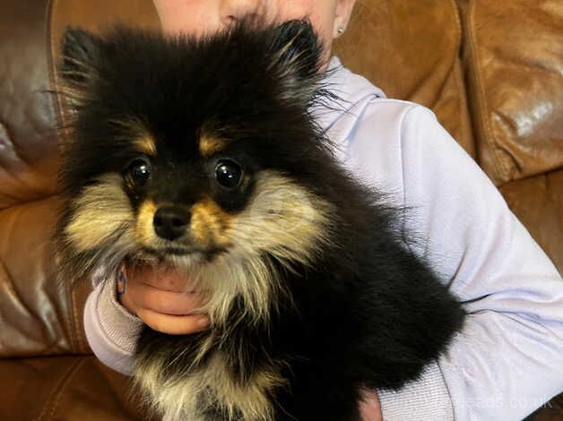 Beautiful Black and Tan Girl Pomeranian puppy cross for sale in Ammanford/Rhydaman, Carmarthenshire