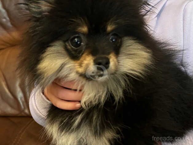 Beautiful Black and Tan Girl Pomeranian puppy cross for sale in Ammanford/Rhydaman, Carmarthenshire - Image 3