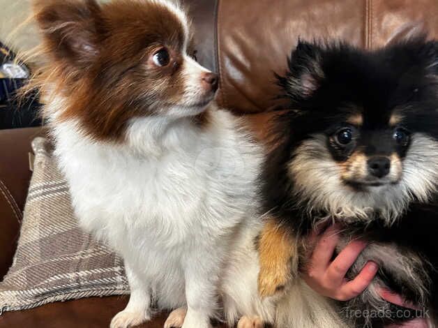 Beautiful Black and Tan Girl Pomeranian puppy cross for sale in Ammanford/Rhydaman, Carmarthenshire - Image 4