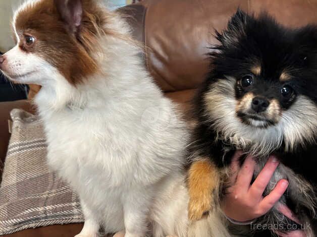 Beautiful Black and Tan Girl Pomeranian puppy cross for sale in Ammanford/Rhydaman, Carmarthenshire - Image 5