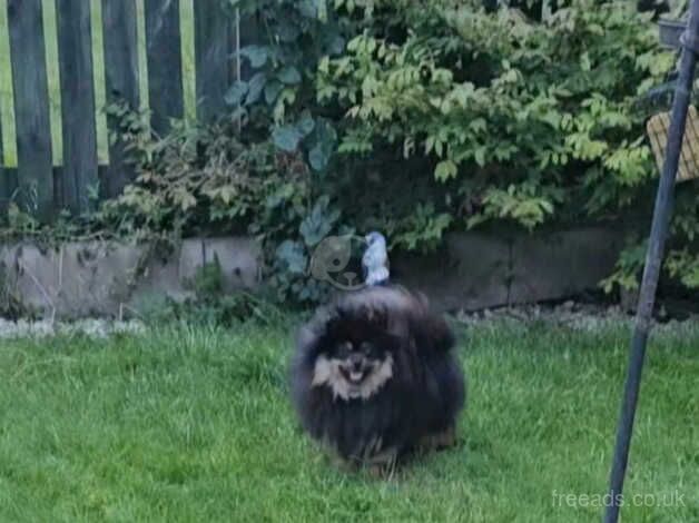 Beautiful Black and Tan Pomeranian Girl for sale in Leeds, West Yorkshire