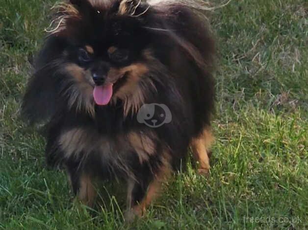 Beautiful Black and Tan Pomeranian Girl for sale in Leeds, West Yorkshire