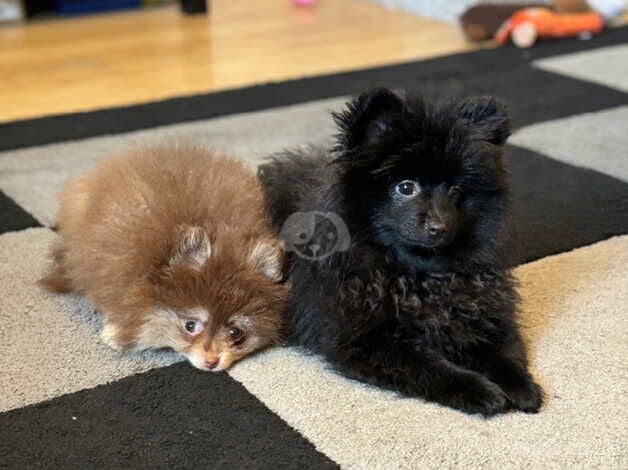 Beautiful black Pomeranian puppy for sale in Enfield, Enfield, Greater London - Image 1