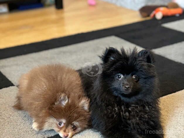 Beautiful black Pomeranian puppy for sale in Enfield, Enfield, Greater London - Image 2