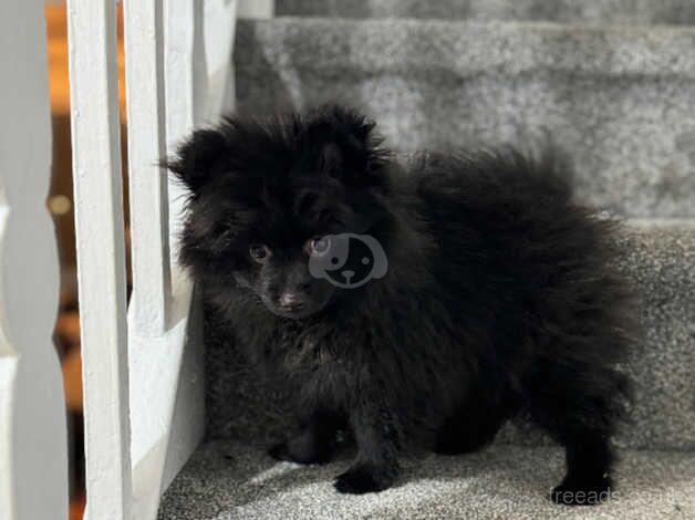 Beautiful black Pomeranian puppy for sale in Enfield, Enfield, Greater London - Image 3