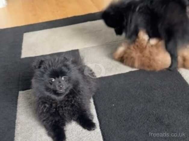 Beautiful black Pomeranian puppy for sale in Enfield, Enfield, Greater London - Image 4