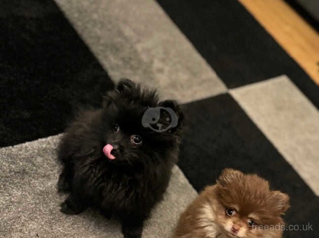 Beautiful black Pomeranian puppy for sale in Enfield, Enfield, Greater London - Image 5