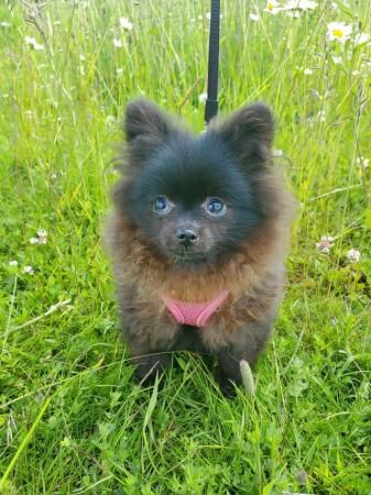 Beautiful female pomeranians. for sale in Rugby, Warwickshire