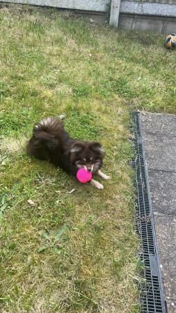 Beautiful Fluffy Chocolate & Tan Pomeranian Puppy for sale in Oldbury, West Midlands - Image 1