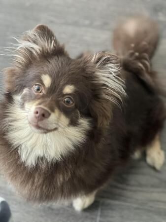 Beautiful Fluffy Chocolate & Tan Pomeranian Puppy for sale in Oldbury, West Midlands - Image 2