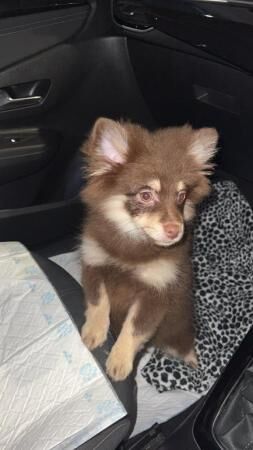 Beautiful Fluffy Chocolate & Tan Pomeranian Puppy for sale in Oldbury, West Midlands - Image 3