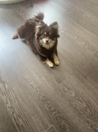 Beautiful Fluffy Chocolate & Tan Pomeranian Puppy for sale in Oldbury, West Midlands - Image 4