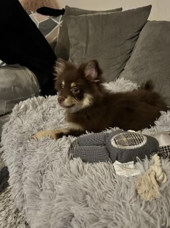 Beautiful Fluffy Chocolate & Tan Pomeranian Puppy for sale in Oldbury, West Midlands - Image 5