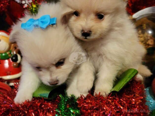 Beautiful fluffy Pomeranian girl and boys for sale in Hertford, Hertfordshire