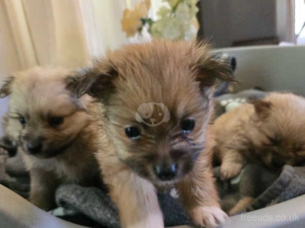 Beautiful & Fluffy Pure Bloodline Pomeranian Puppies for sale in Gravesend, Hertfordshire