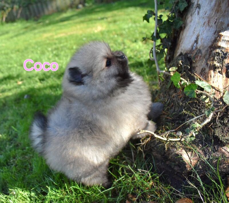 Pomeranians for sale in Kingston upon Hull, East Riding of Yorkshire