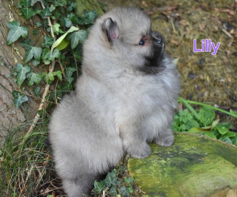 KC Registered Pomeranian Puppies for sale in East Riding of Yorkshire