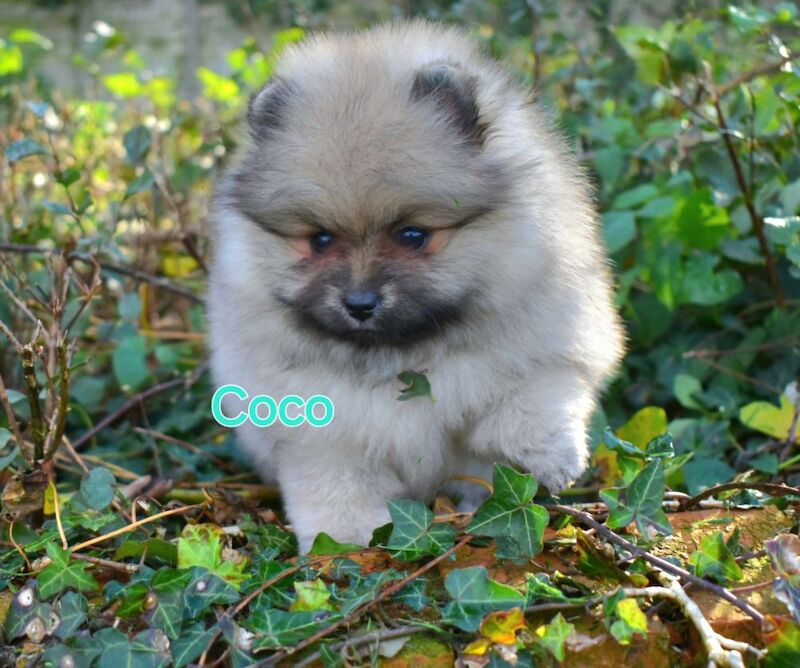 Pomeranian Puppies for sale