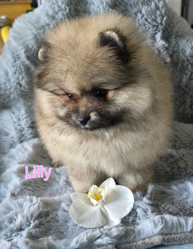 *Beautiful kc pomeranian female pups* for sale in Kingston upon Hull, East Riding of Yorkshire - Image 6