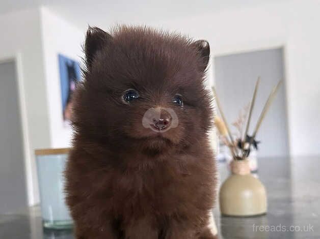 Beautiful KC Pomeranian puppies ( two pups left) for sale in Birmingham, West Midlands - Image 1