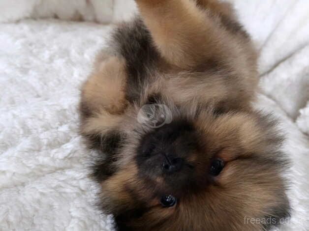 Beautiful KC Pomeranian puppies ( two pups left) for sale in Birmingham, West Midlands - Image 2