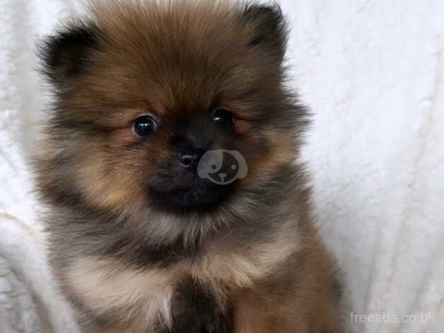 Beautiful KC Pomeranian puppies ( two pups left) for sale in Birmingham, West Midlands - Image 3